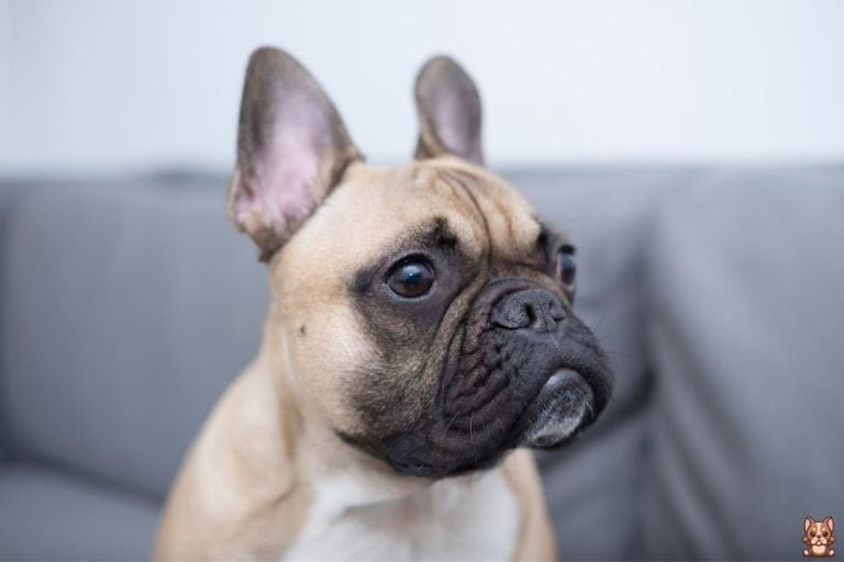 Leash Training Tips for French Bulldogs