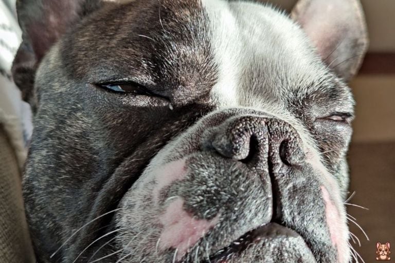 Recognizing and Managing Arthritis in French Bulldogs