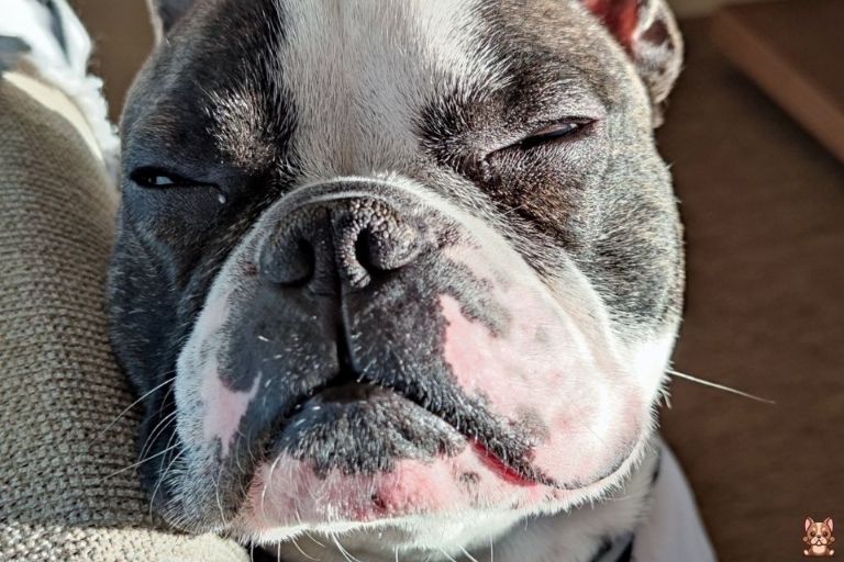 Understanding Skin Allergies in French Bulldogs