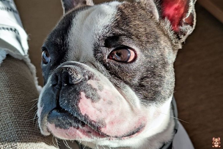 How to Recognize Signs of Stress in French Bulldogs