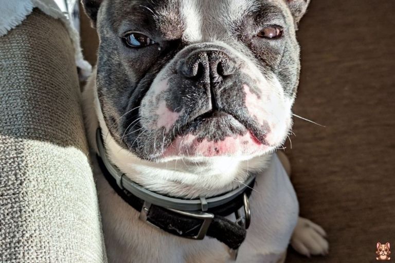 Recall Training: Teaching Your French Bulldog to Come When Called