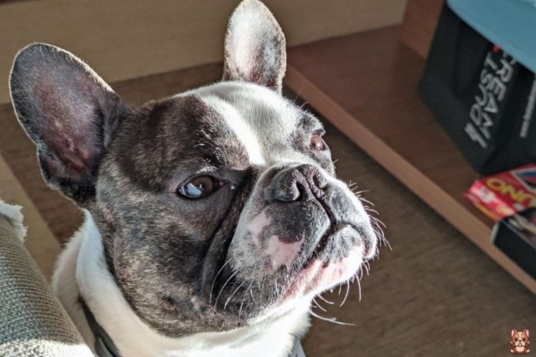 Teaching Calmness and Relaxation to Your Energetic French Bulldog