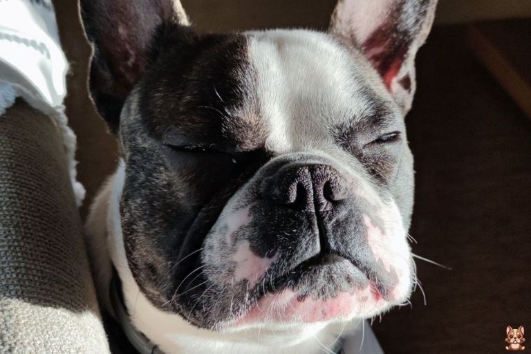 Preventing Heatstroke in French Bulldogs