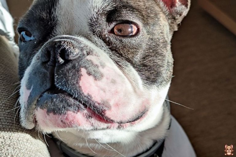 French Bulldog Adoption: Finding Your New Companion