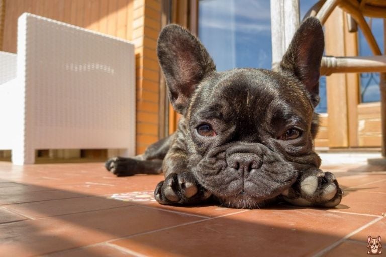 Understanding Common Health Issues in French Bulldog Puppies