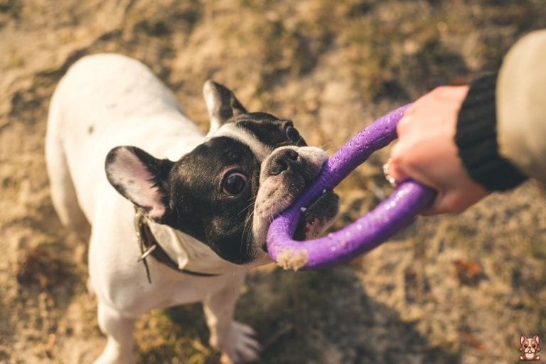 Promoting Mental Stimulation for French Bulldogs