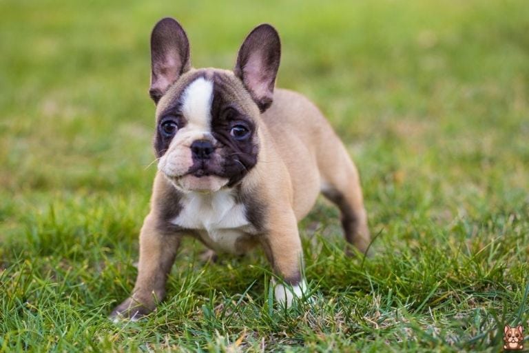 Essential Puppy Care Tips for French Bulldog Owners