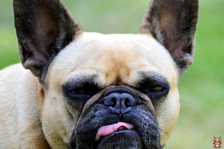 The Role of Supplements in Supporting French Bulldog Health