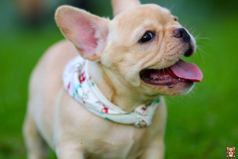 Puppy Vaccinations 101: A Guide for French Bulldog Owners