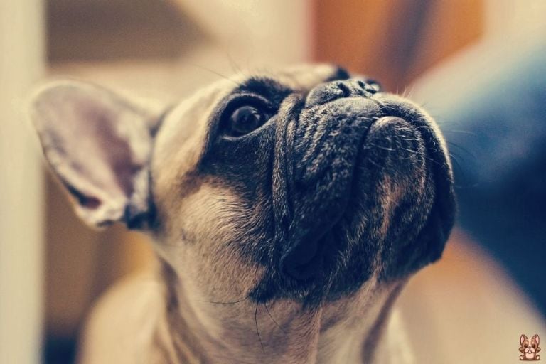 Recognizing and Managing Heat Exhaustion in French Bulldogs