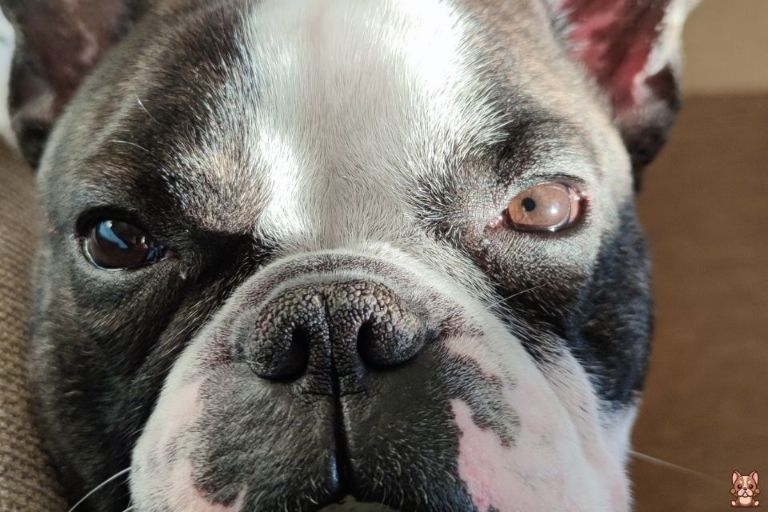 Preventing Eye Problems in French Bulldogs