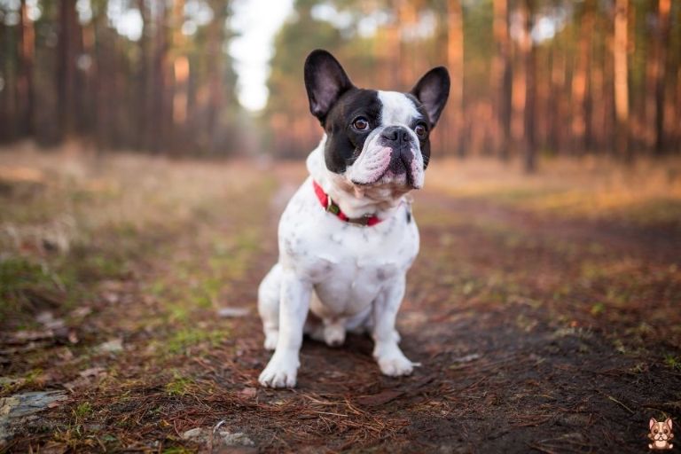 Positive Reinforcement Techniques for Training French Bulldogs