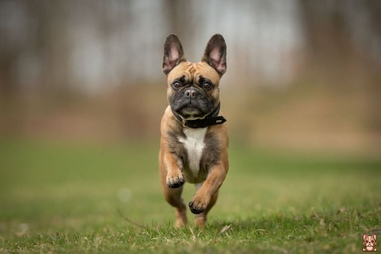 The Importance of Exercise for French Bulldog Puppies: A Beginner’s Guide