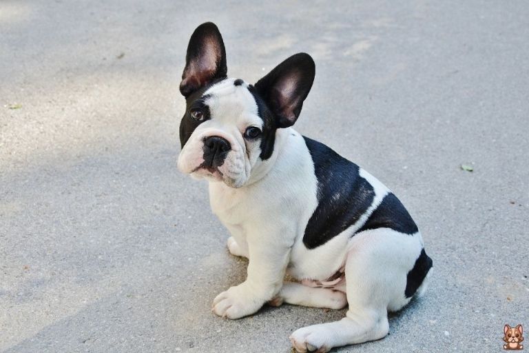 Obedience Training: Building a Strong Foundation for your French Bulldog