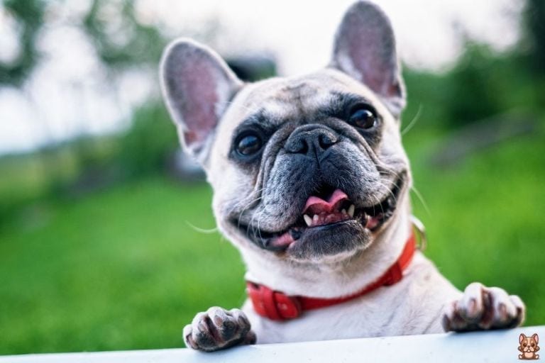 Choosing the Right Food for Your French Bulldog Puppy