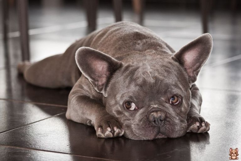 Puppy-Proofing Your Home: A French Bulldog Owner’s Checklist