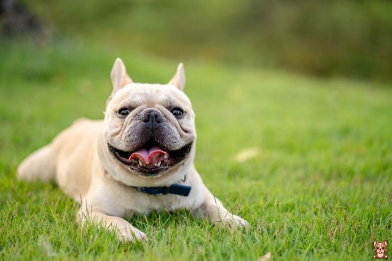 French Bulldog Puppy Nutrition: What to Feed and When