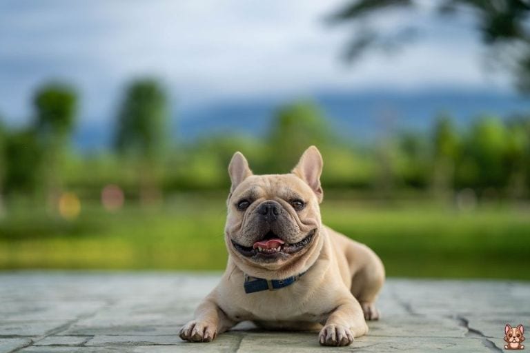 The Complete Guide to Raising a Healthy French Bulldog Puppy