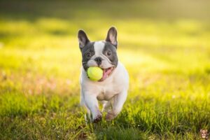 Transitioning to a New Diet: Tips for French Bulldog Owners