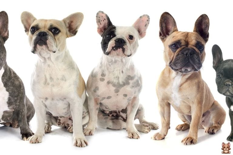 French Bulldog Puppy Health Check: What to Look for and When to Seek Veterinary Care