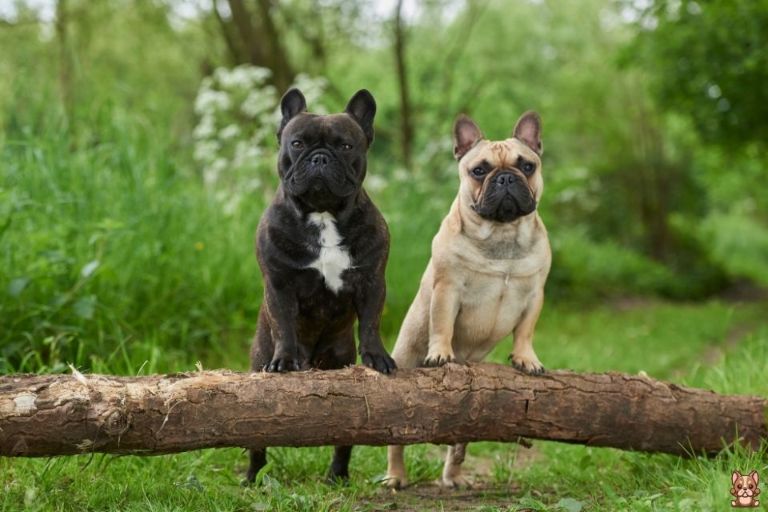 Building a Bond with Your French Bulldog Puppy: Tips for Strengthening your Relationship