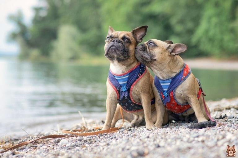 French Bulldog Socialization Training: Positive Interactions