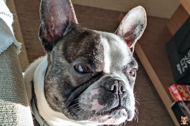 Creating a Safe Environment for Your French Bulldog