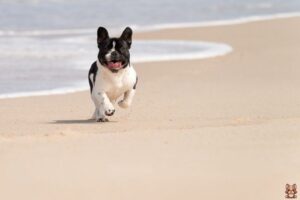 Special Dietary Needs for French Bulldog Puppies