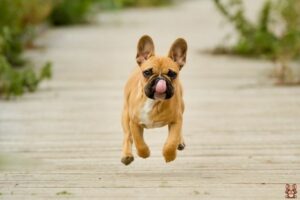 Healthy Treat Options for French Bulldogs