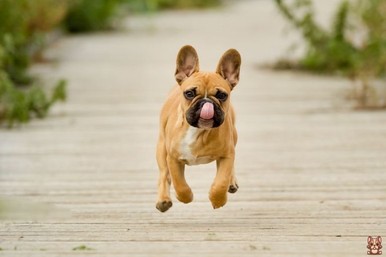 Healthy Treat Options for French Bulldogs