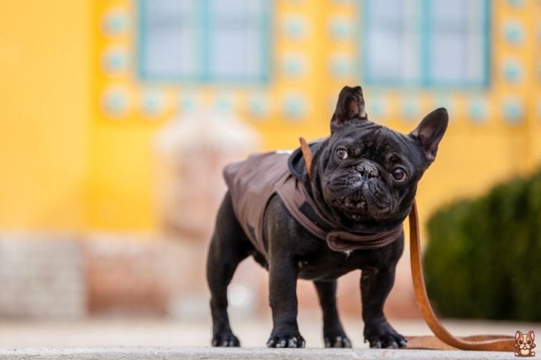 Problem-solving Techniques for Separation Anxiety in French Bulldogs