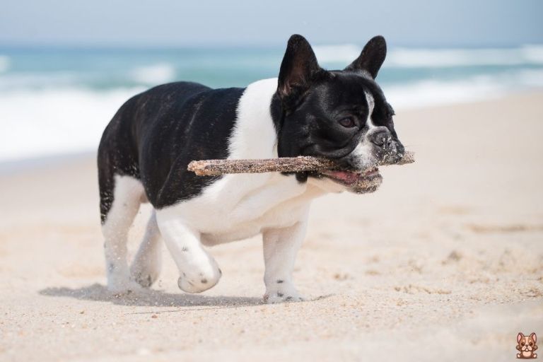 How to Housetrain Your French Bulldog Puppy in 7 Days