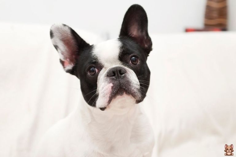 Puppy-Proofing Your Home: A French Bulldog Owner’s Checklist