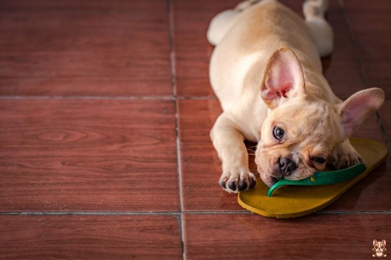 Positive Punishment in French Bulldog Training: Dos and Don'ts