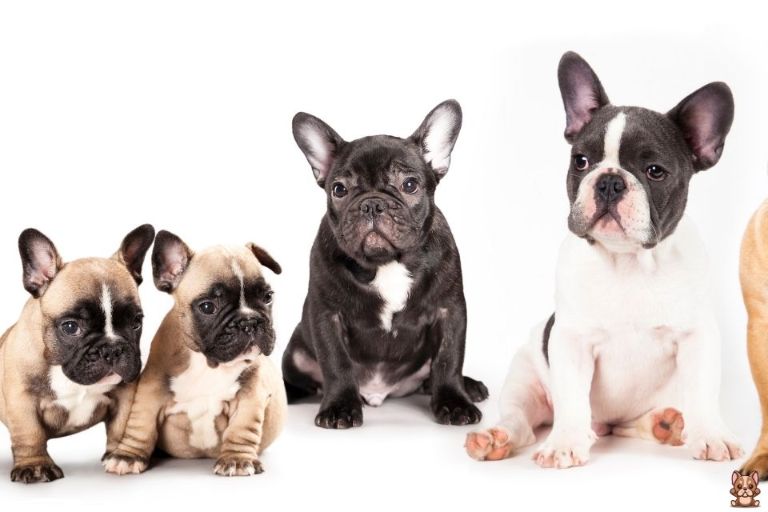 Socializing Your French Bulldog Puppy: Tips For A Well-adjusted Dog 