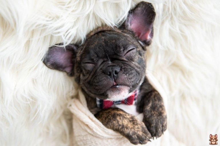 How to Keep Your French Bulldog’s Coat Healthy and Shiny