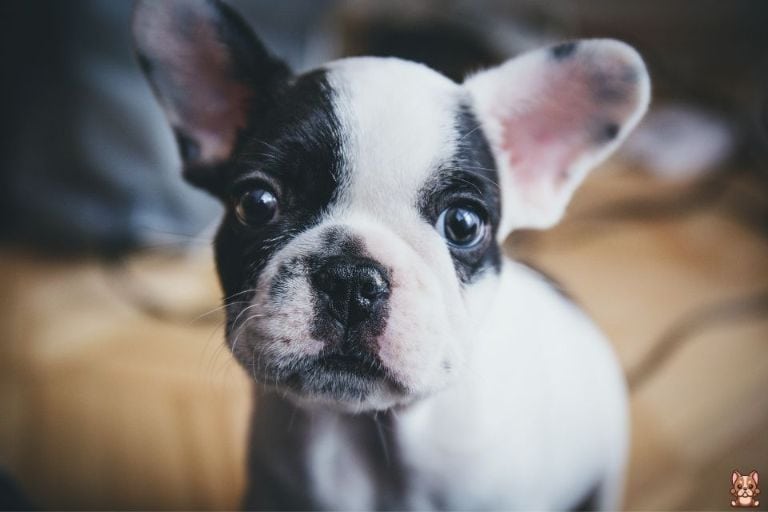 Training Games and Activities for French Bulldog Puppies: Fun Ways to Teach Basic Commands