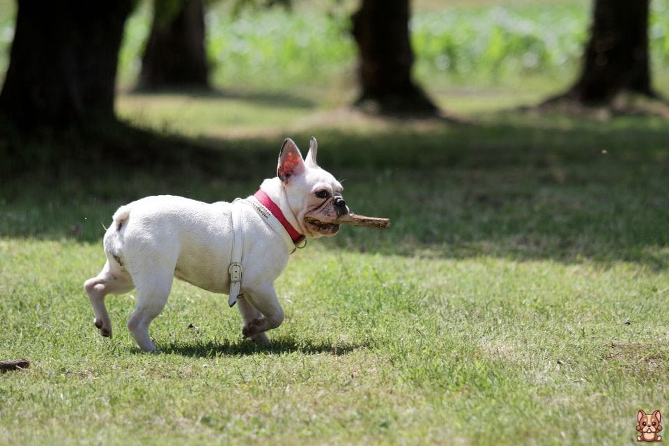 French Bulldog Lifespan and Aging Process