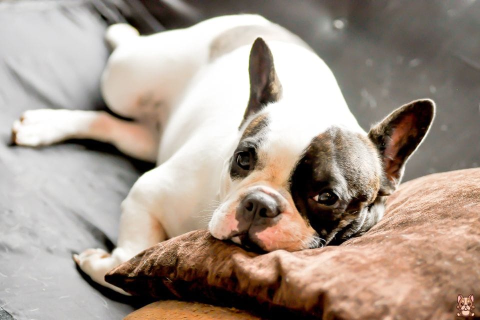 French Bulldog Health Issues: Common Concerns