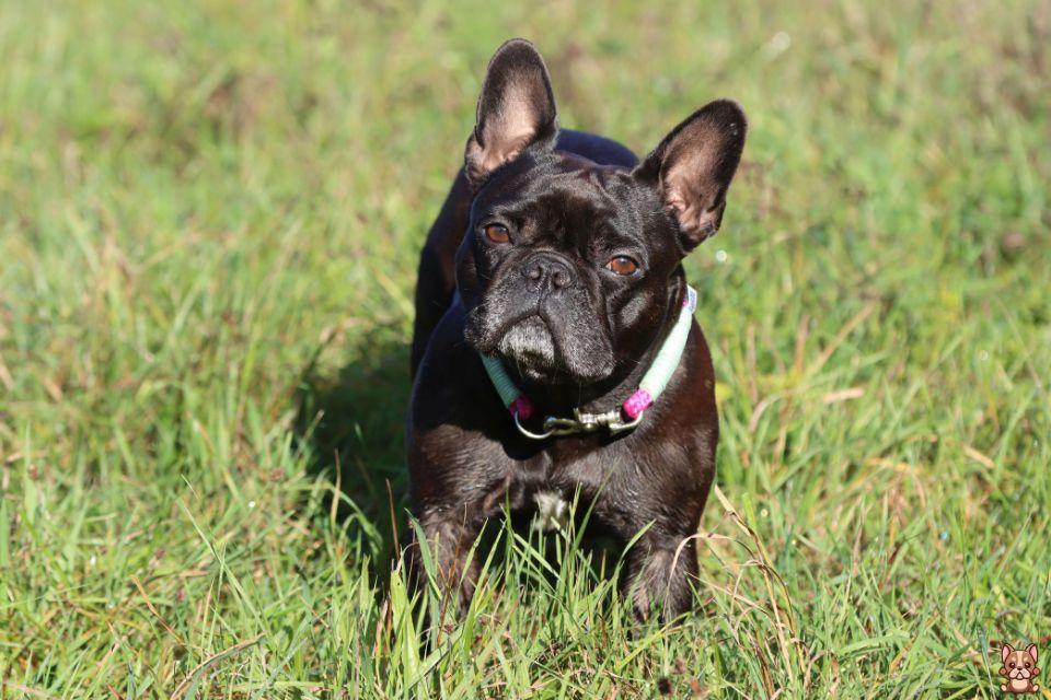 Feeding a French Bulldog: Dietary Recommendations