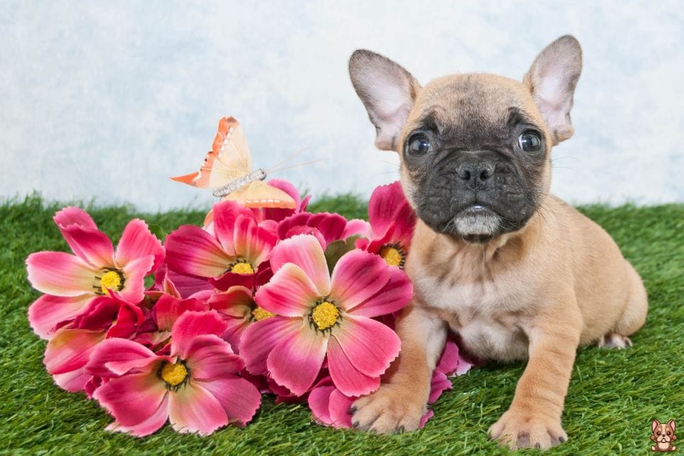 Understanding Macronutrients for French Bulldogs - Frenchy Fab