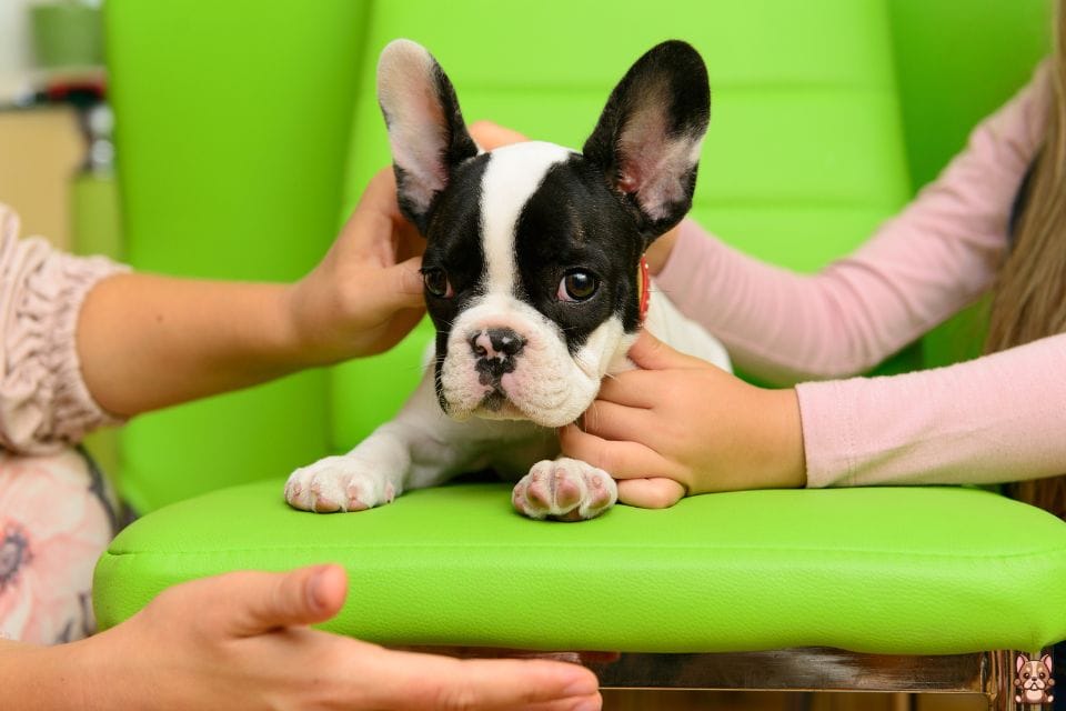 Meal Frequency: How Often to Feed Your French Bulldog