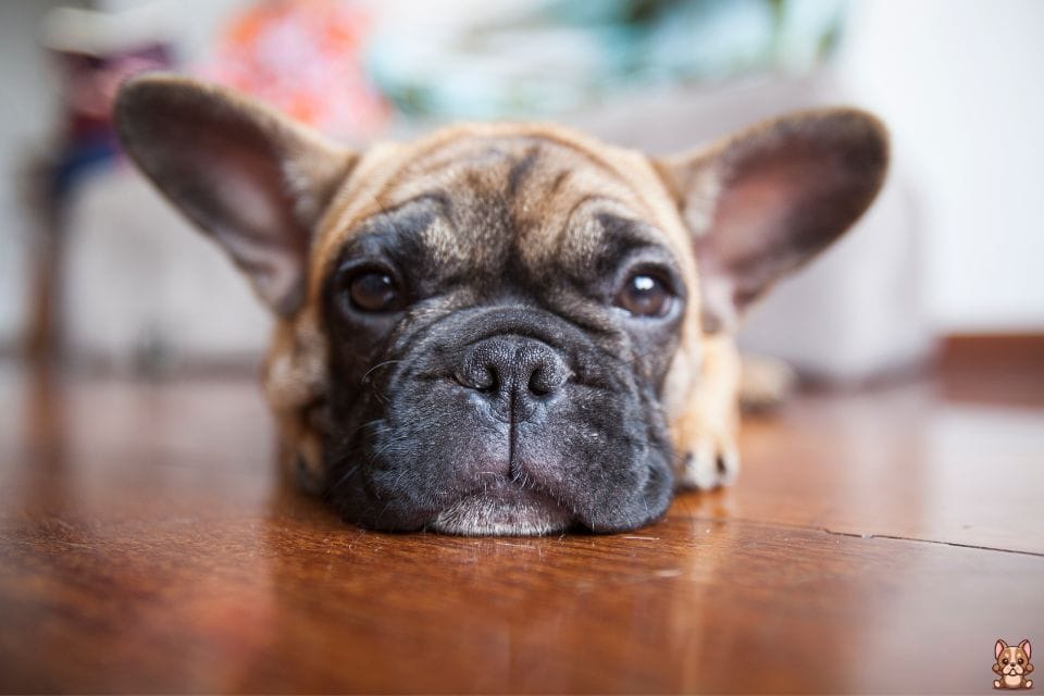 Addressing Food Allergies in French Bulldogs