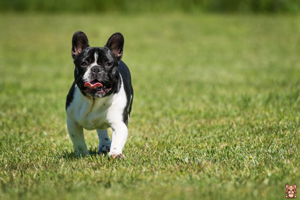 Feeding Schedule for Adult French Bulldogs