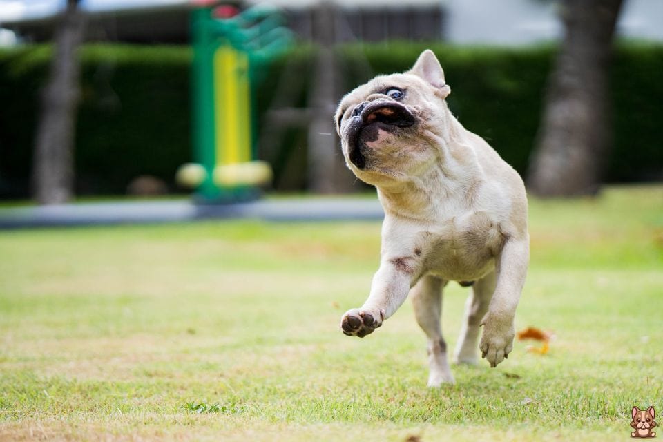 A Complete Guide to French Bulldog Nutrition