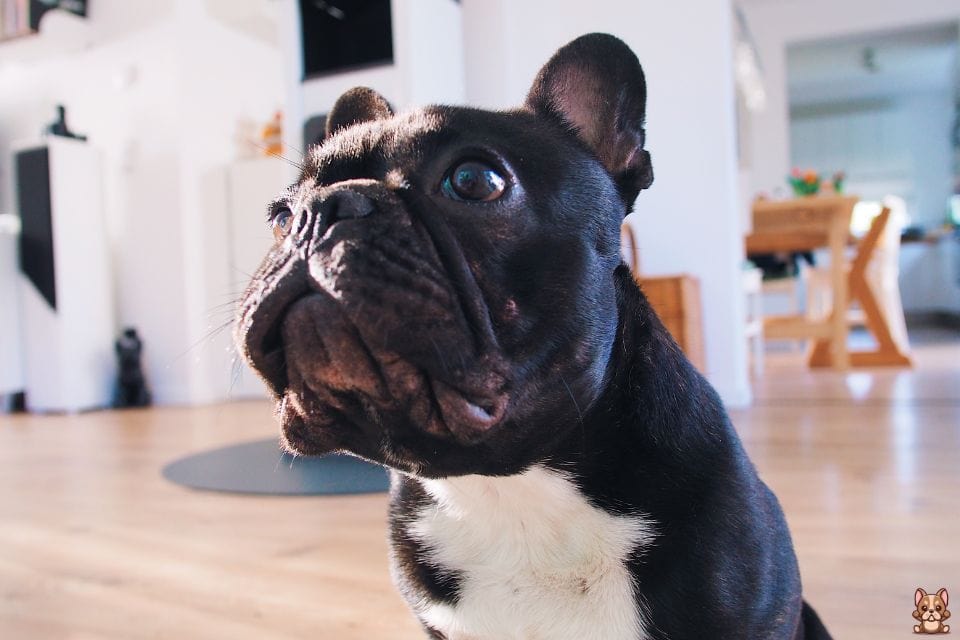 Avoiding Common Dietary Mistakes for French Bulldogs