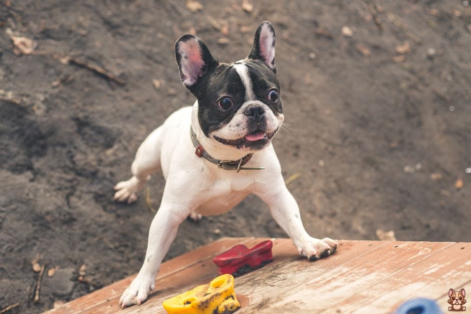 Basic Training Commands for French Bulldogs