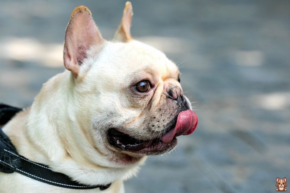 The Role of Fiber in Your French Bulldog's Diet