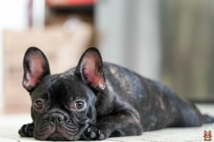 Homemade Treats for French Bulldogs: Healthy and Tasty