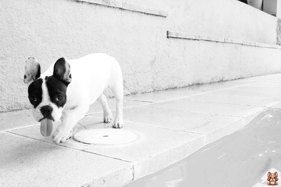 Nutritional Supplements for French Bulldogs